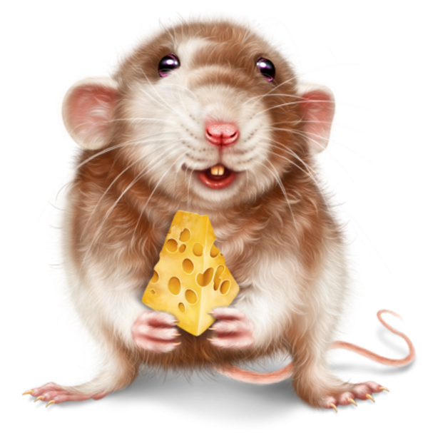 SOURIS RAT HAMSTER 3