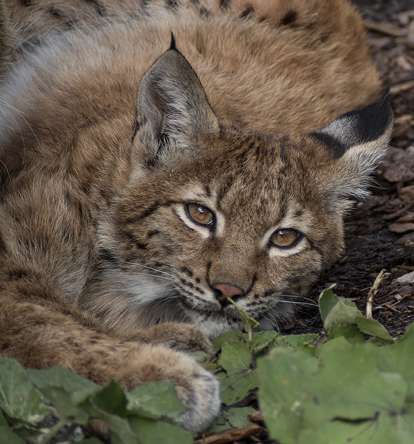 LYNX