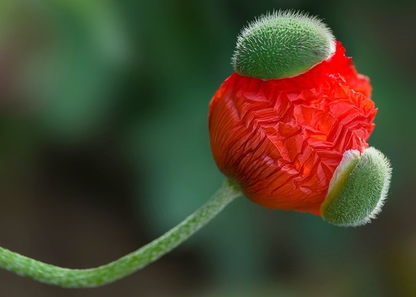 COQUELICOT