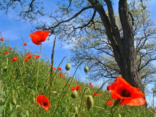 COQUELICOTS