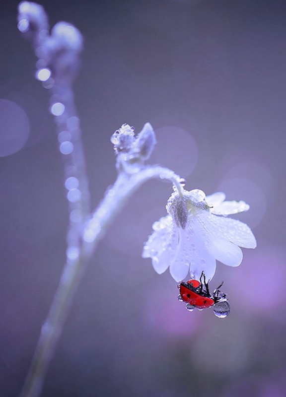 COCCINELLE