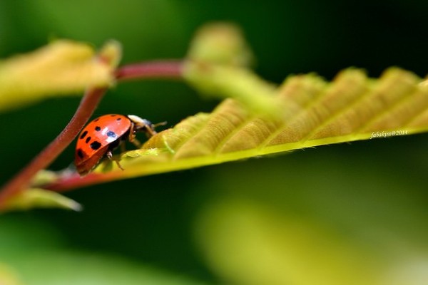 COCCINELLE