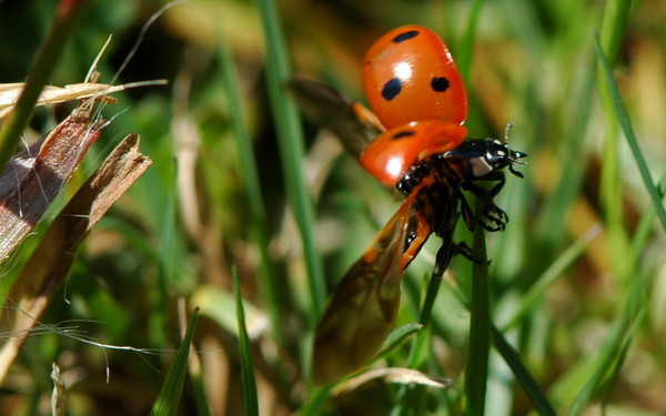 COCCINELLE