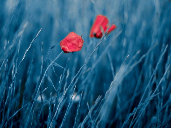 COQUELICOTS