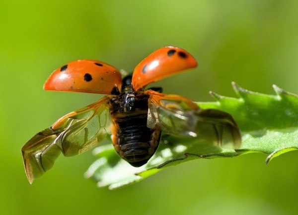 COCCINELLE