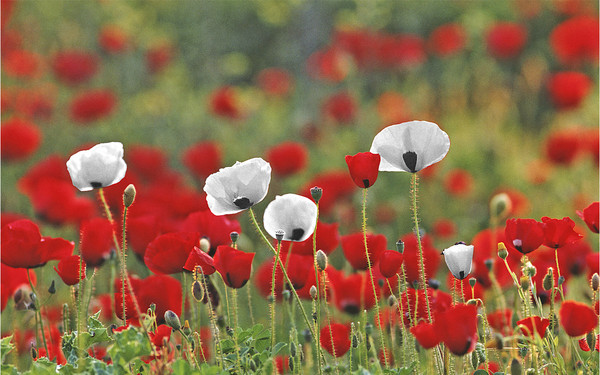 COQUELICOTS