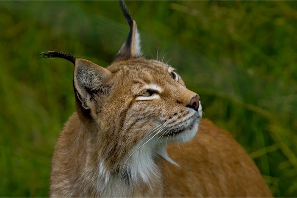 LYNX