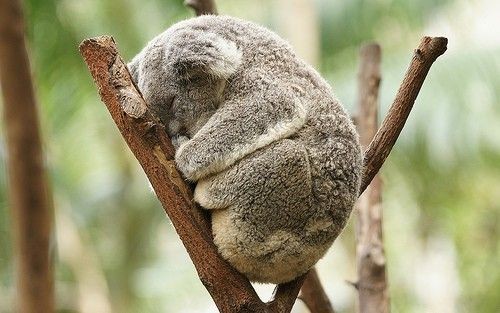 KOALA