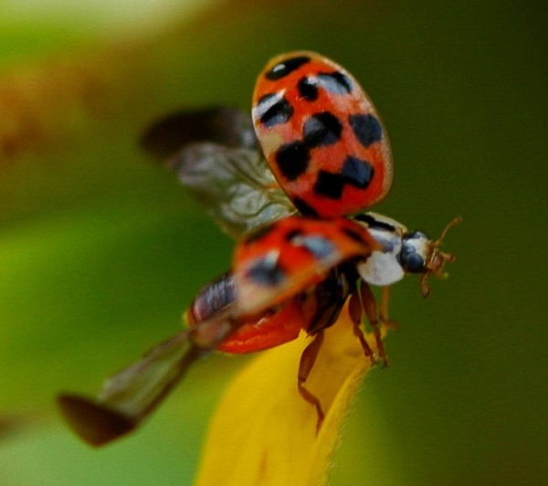 COCCINELLE