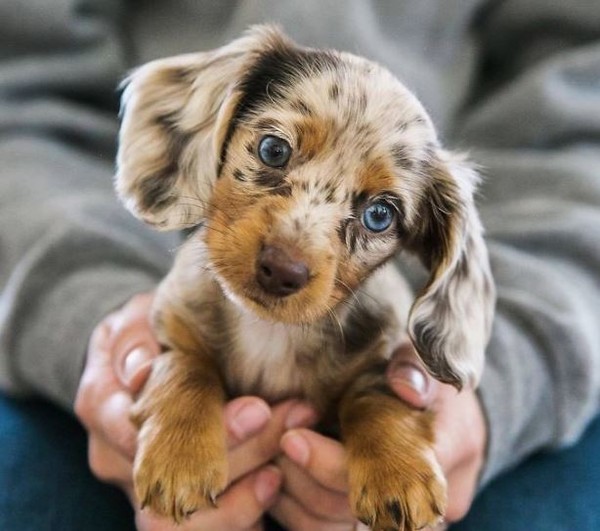 CHIEN 5
