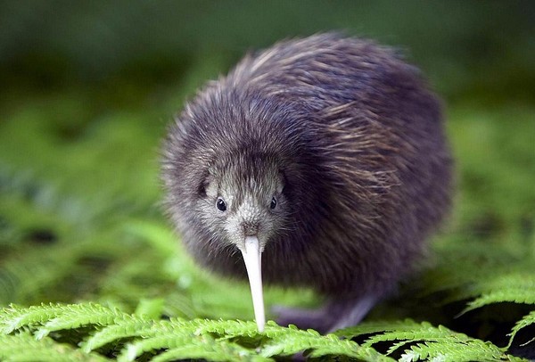 KIWI