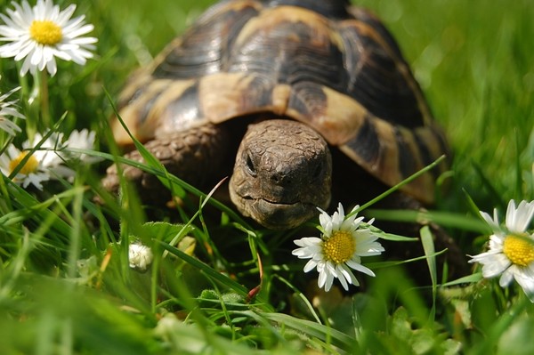 TORTUE