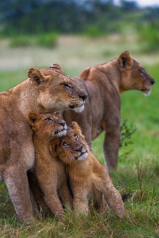 LIONNE ET LIONCEAUX