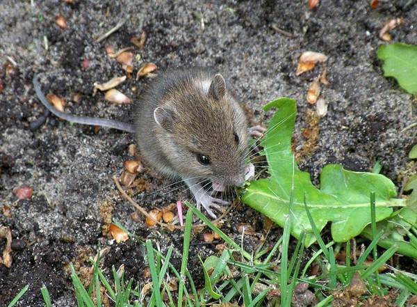 SOURIS