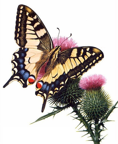 PAPILLON 2