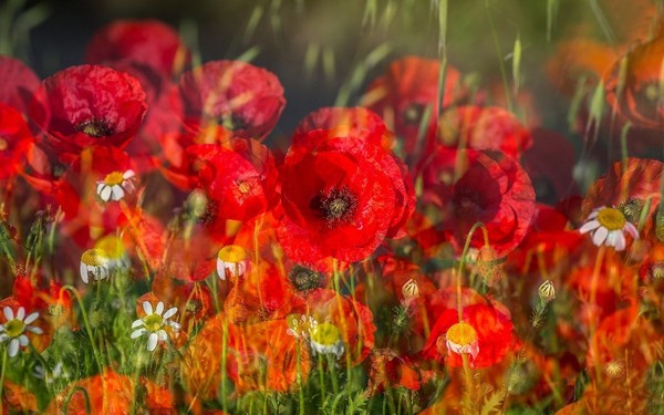 COQUELICOTS