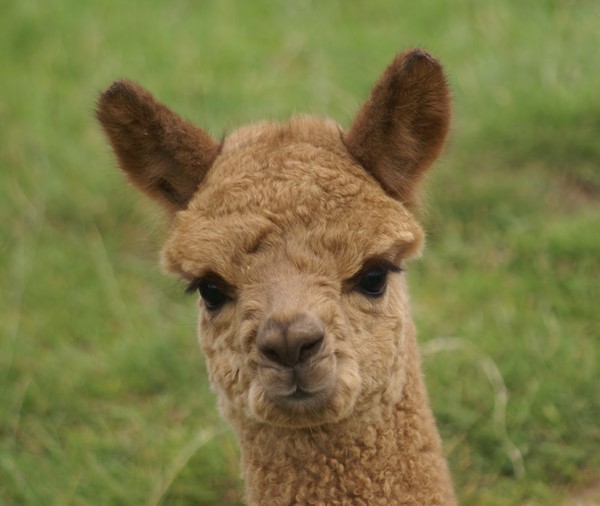 LAMA