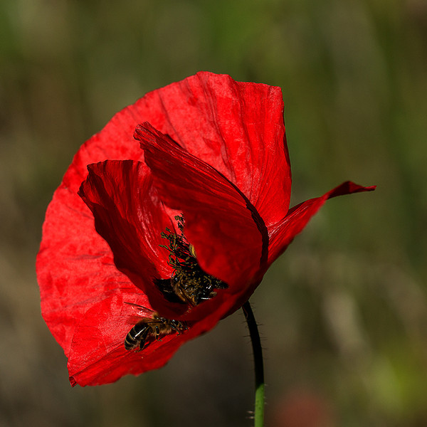 COQUELICOTS