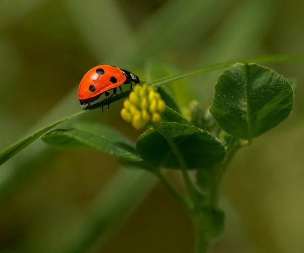 COCCINELLE