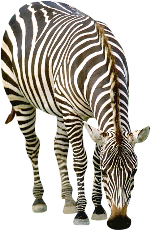 ZEBRE