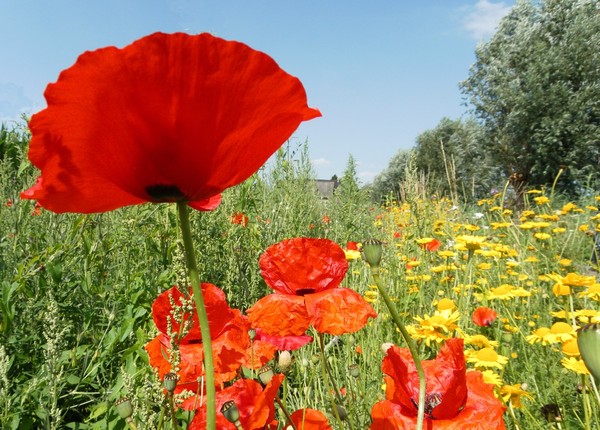 COQUELICOTS