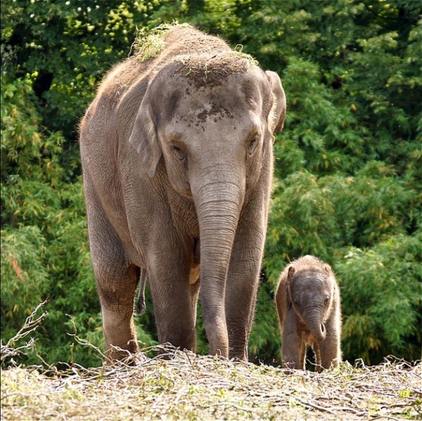 ELEPHANTS