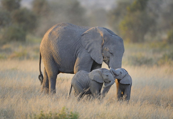 ELEPHANTS