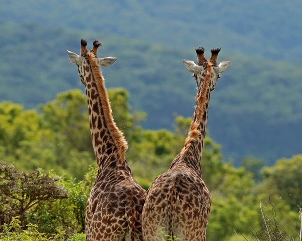 GIRAFES