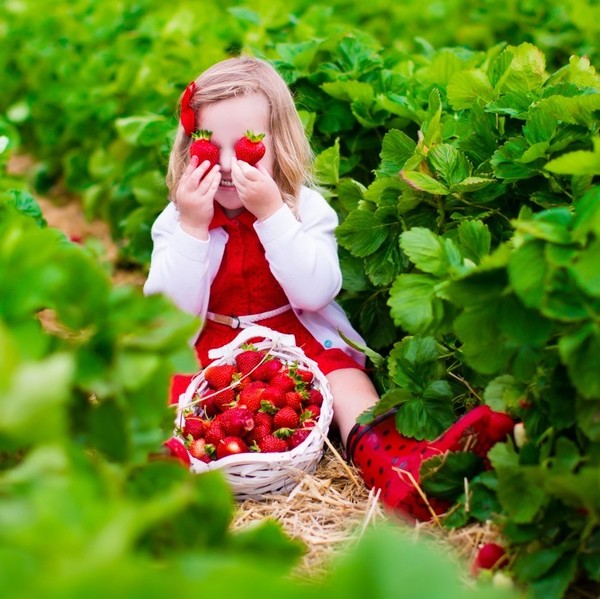 LES FRAISES