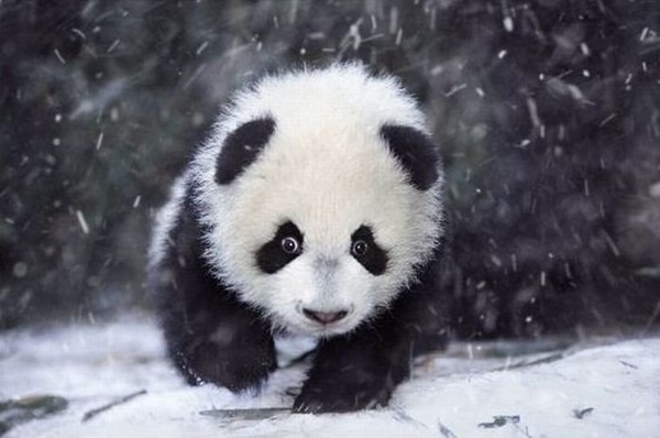 PANDA