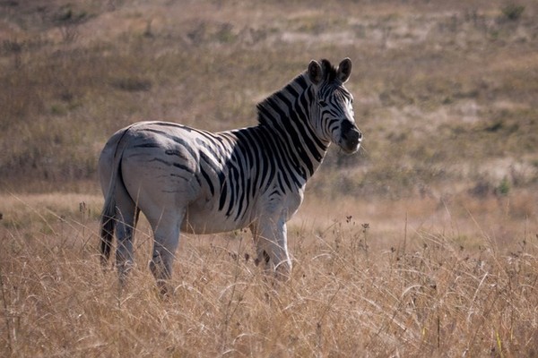 ZEBRE