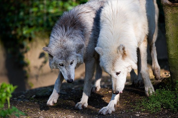 LOUPS