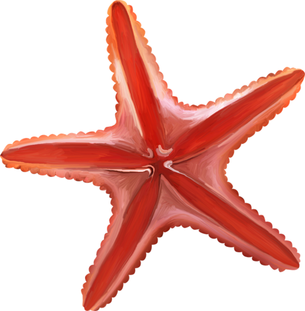ETOILE DE MER