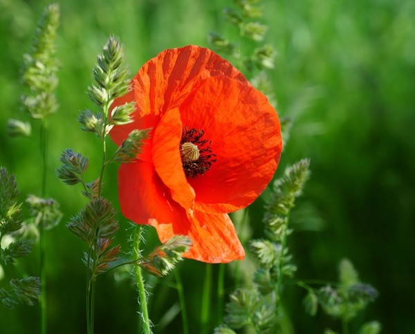 COQUELICOT