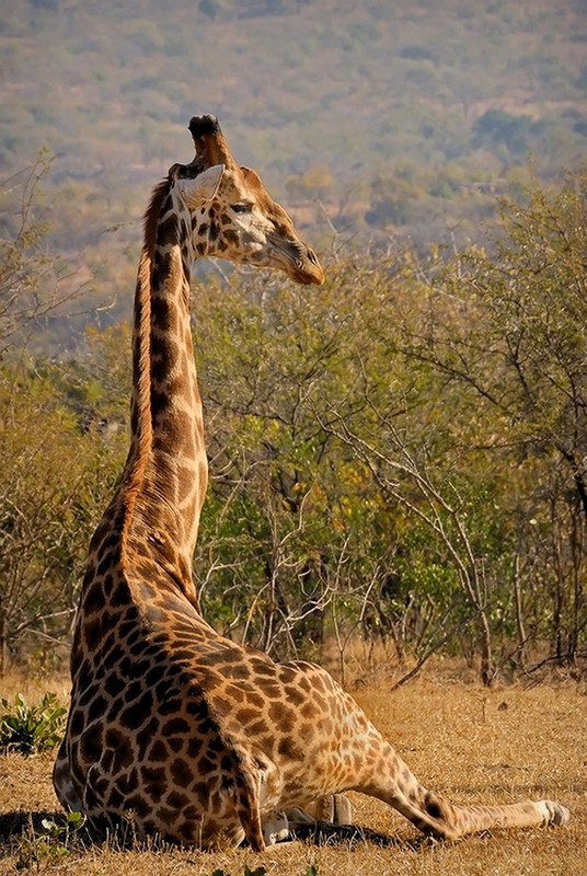 GIRAFE