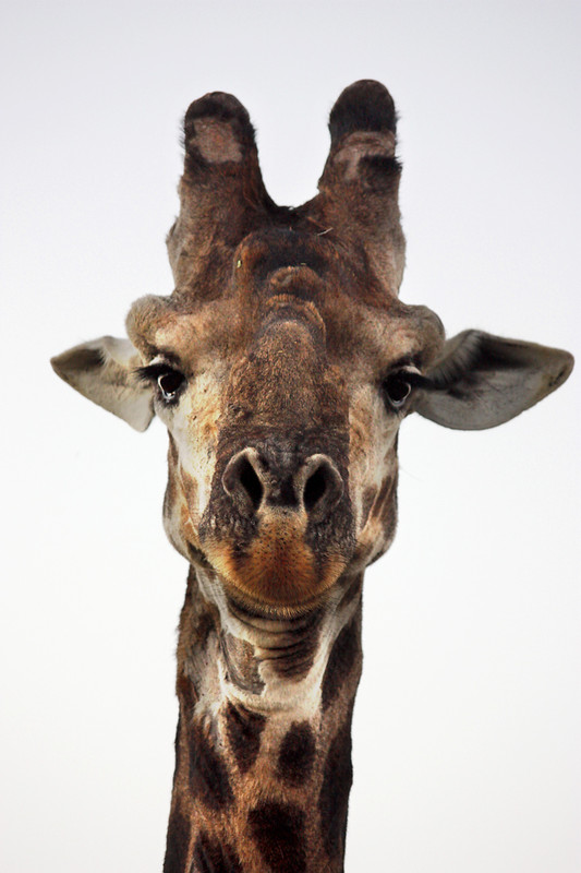 GIRAFE