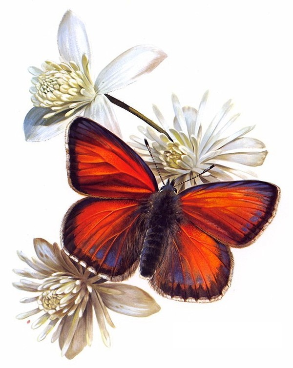 PAPILLON 2