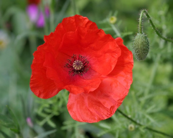 COQUELICOT