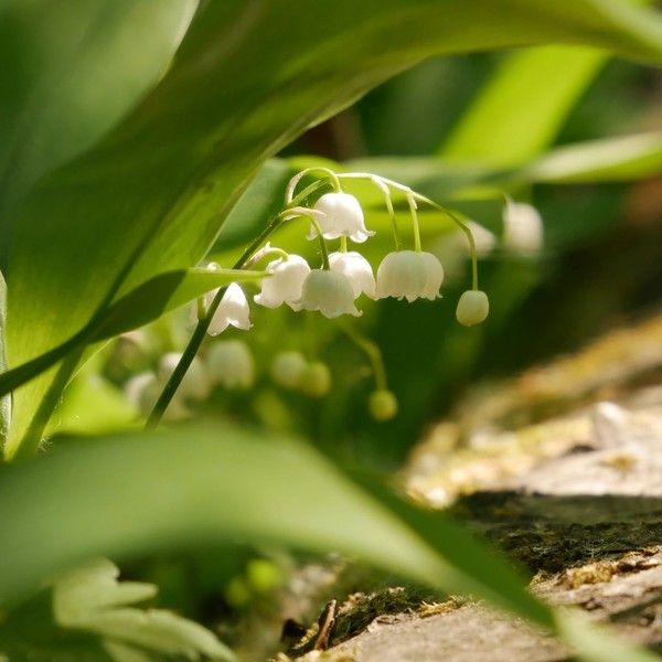 MUGUET 