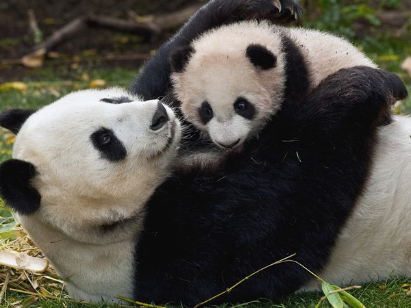 PANDAS