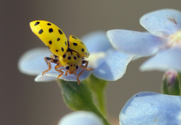 COCCINELLE 2