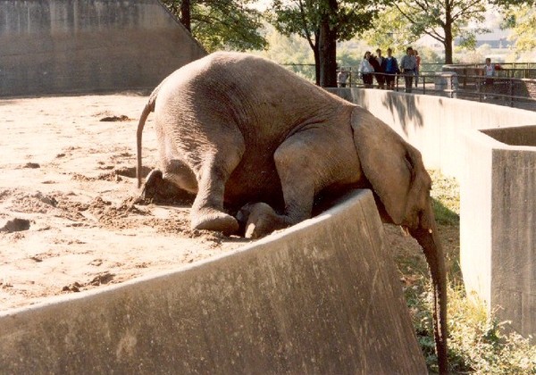 ELEPHANT