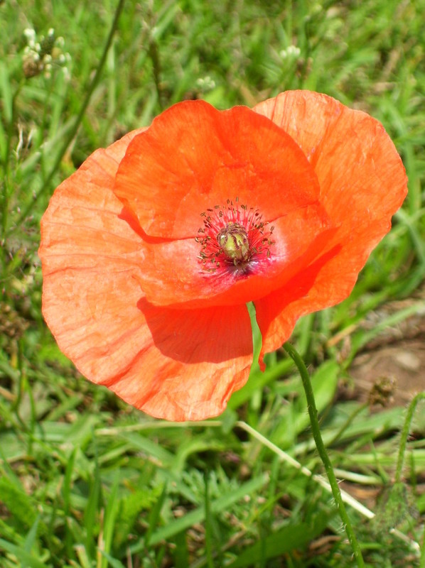 COQUELICOTS