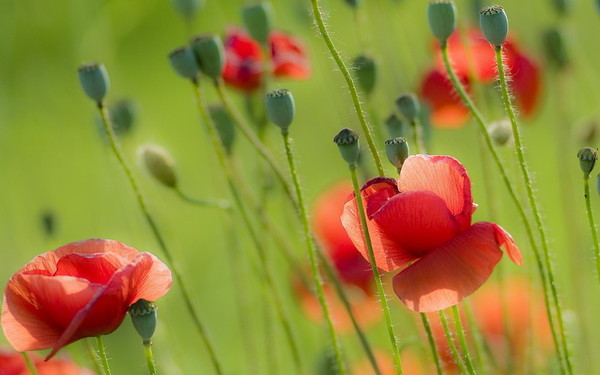 COQUELICOTS