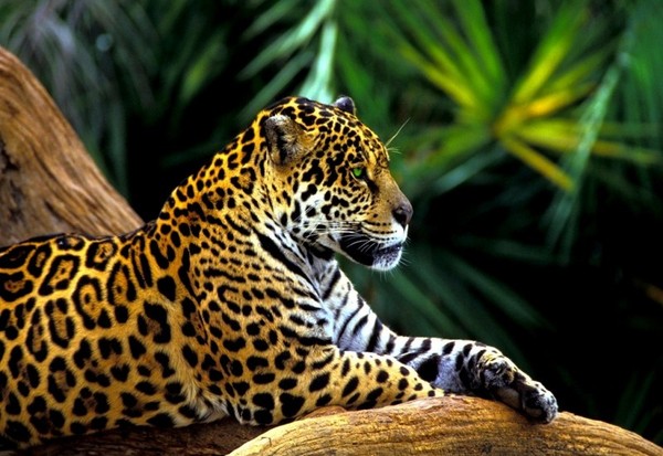 JAGUAR