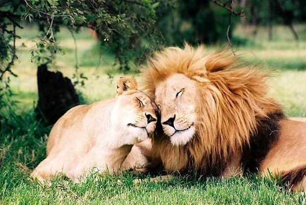 LION ET LIONNE