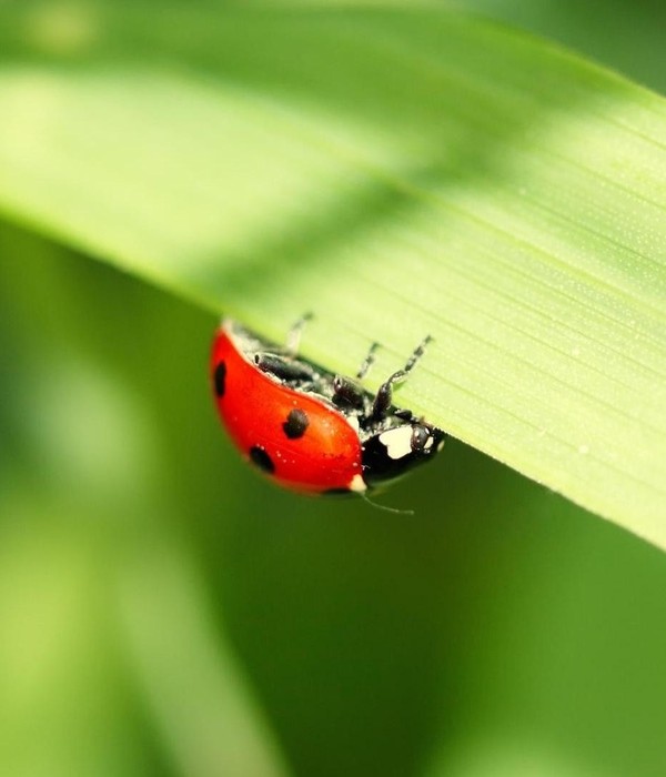 COCCINELLE