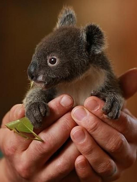 KOALA