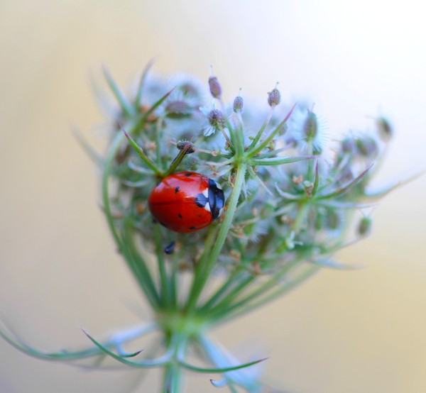 COCCINELLE