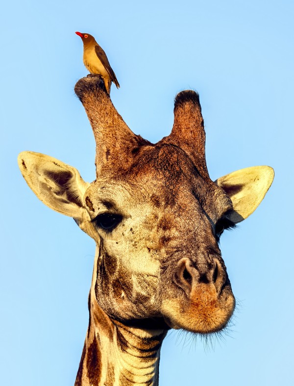 GIRAFE